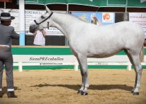 W QUIETA AC, SUBCAMPEONA JOVEN DEL CONCURSO Y PLATA EN POTRAS DE 2 A